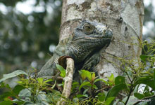 Iguane - Costa Rica